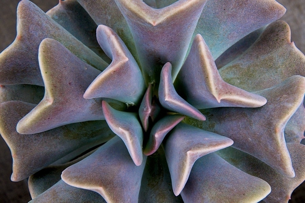 Close-up of a gray succulent whose leaves shimmer gray and turquoise