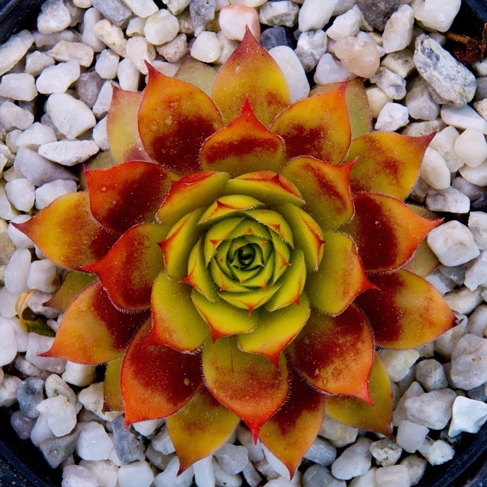 A symmetric succulent with orange and yellow leafs.
