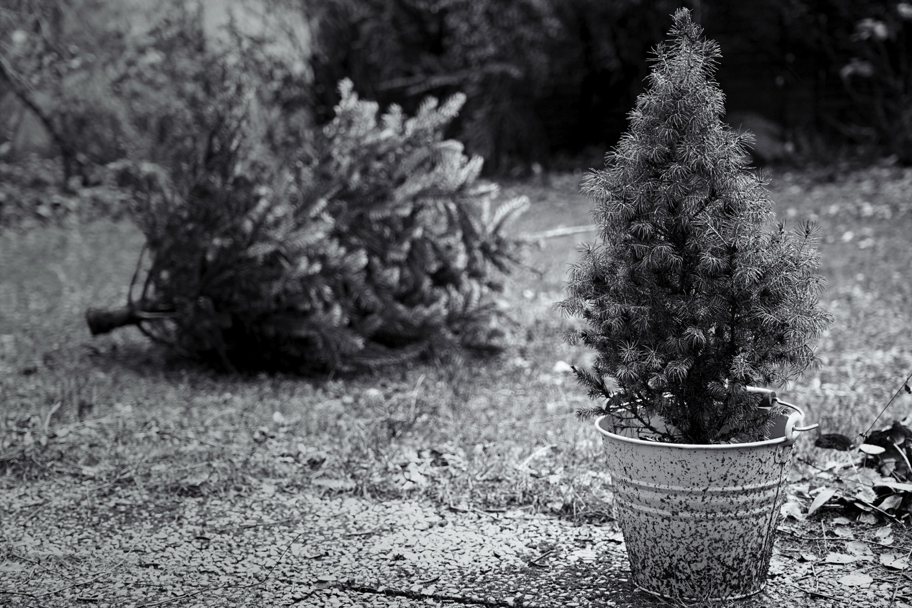Black and White image. In the front, a small confier tree in a small and dirty pot. In the background, a cut christmas tree is laying in the grass.