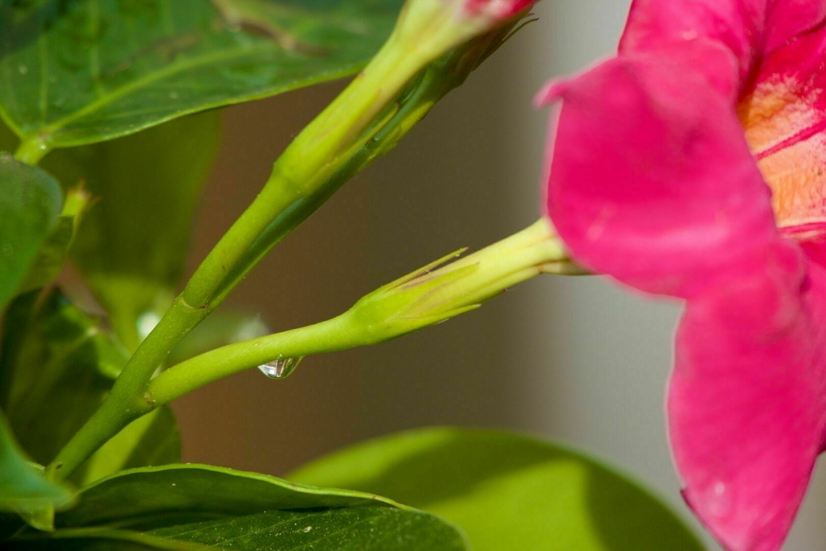 A drop of water hangs from a plant. The beginning of a pink flower can be seen on the right, while the rest of the picture shows green stems and leaves in the sun.