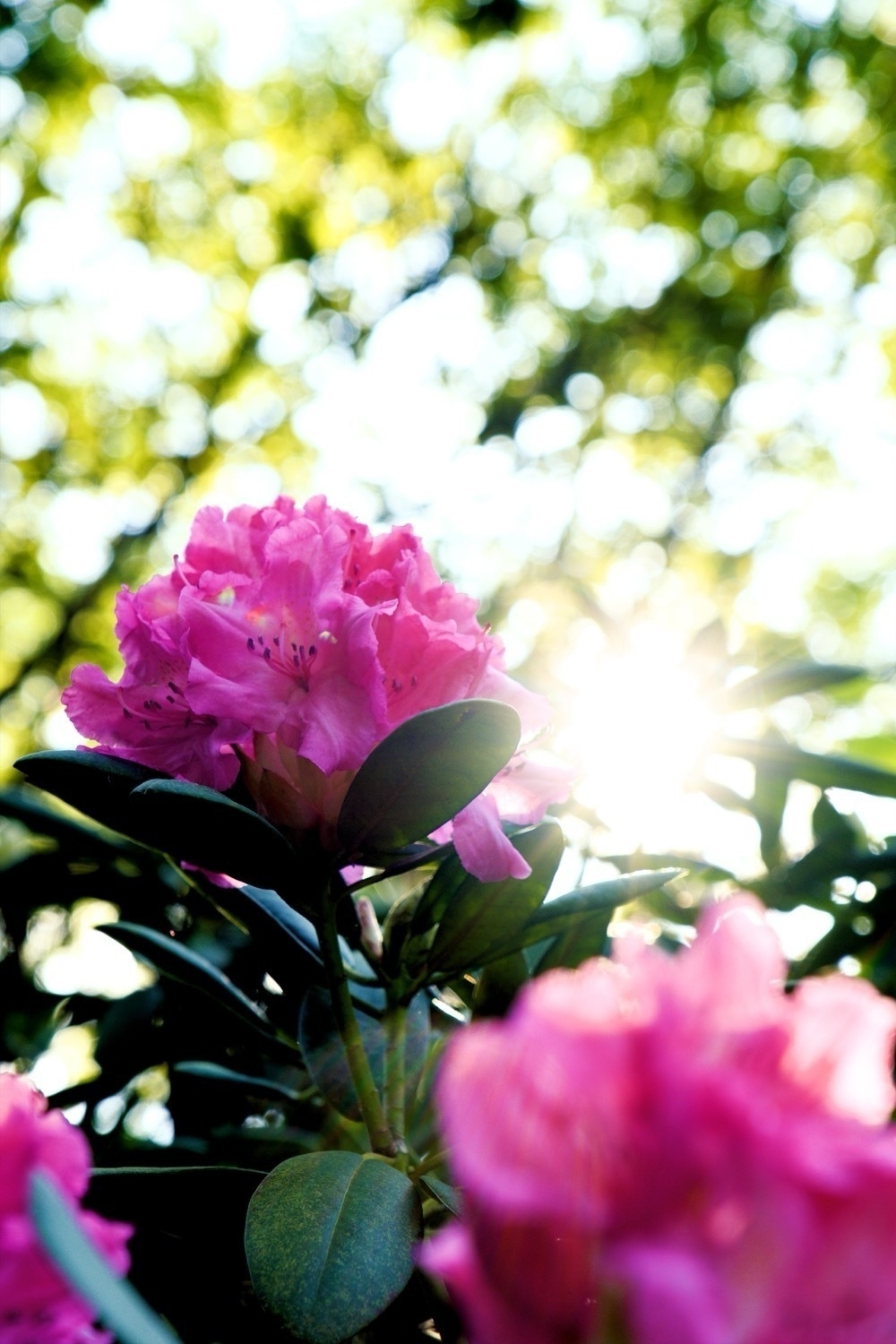 The sun shines between a pink rhododendron flower.