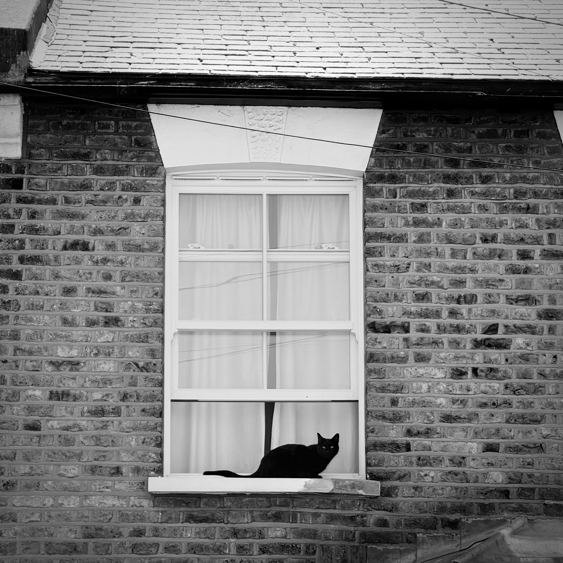 Black cat in a window