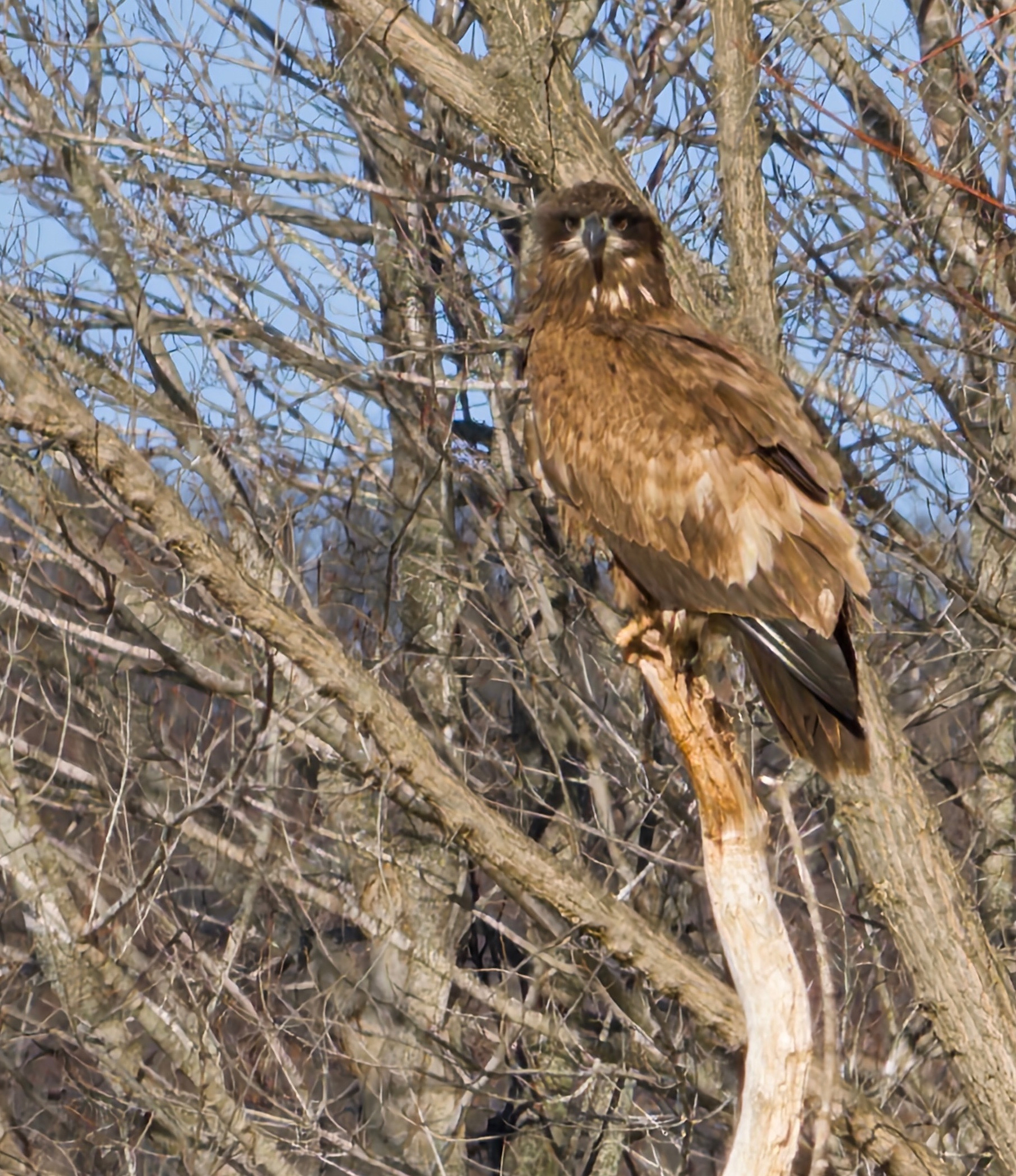 Golden eagle in leafless trees.