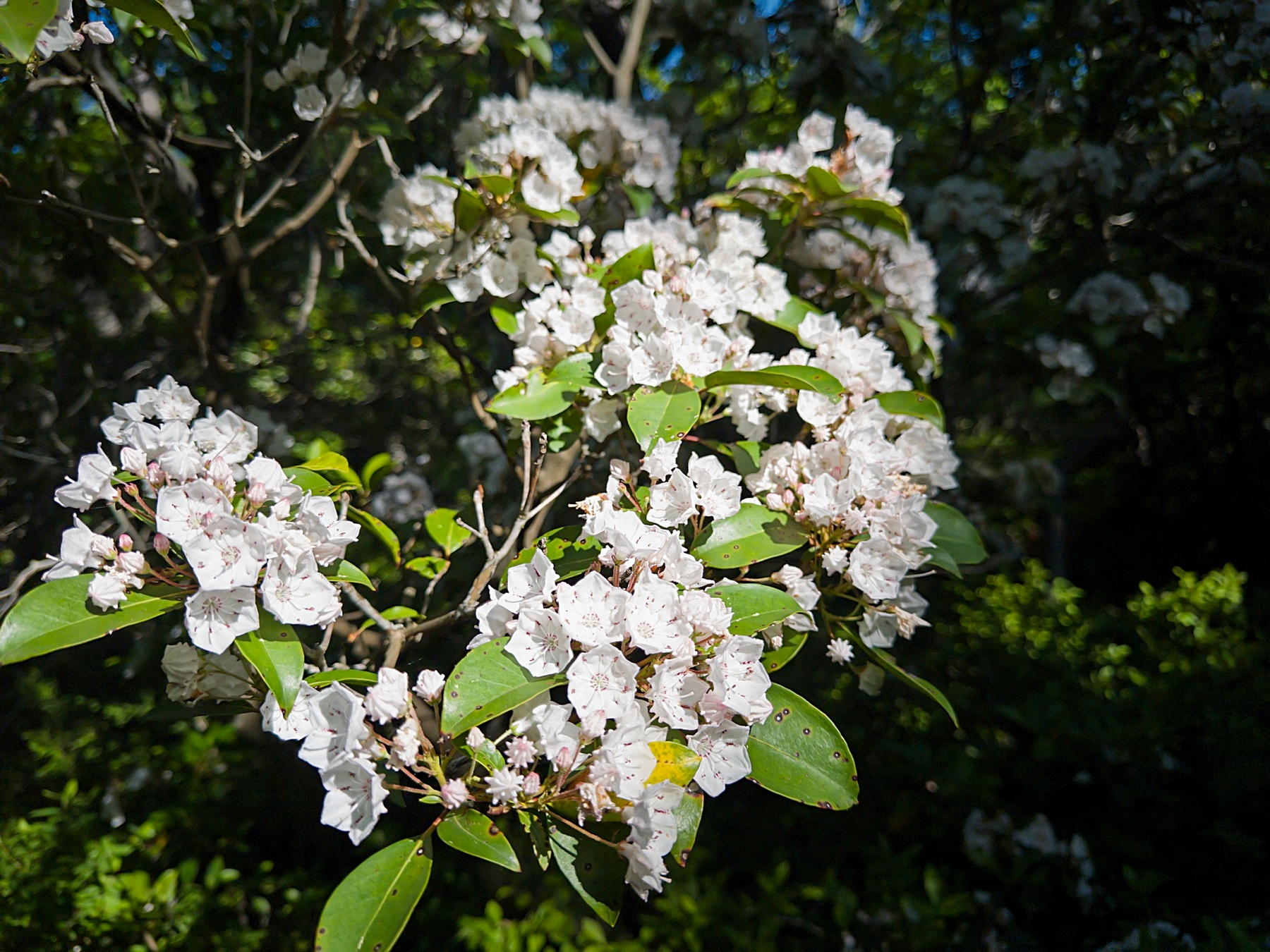 mountain laurel flowers 