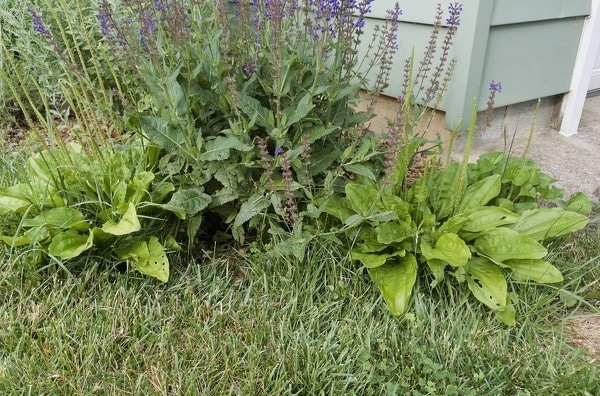 Common plantain in front of Russian sage in front of a green garage 