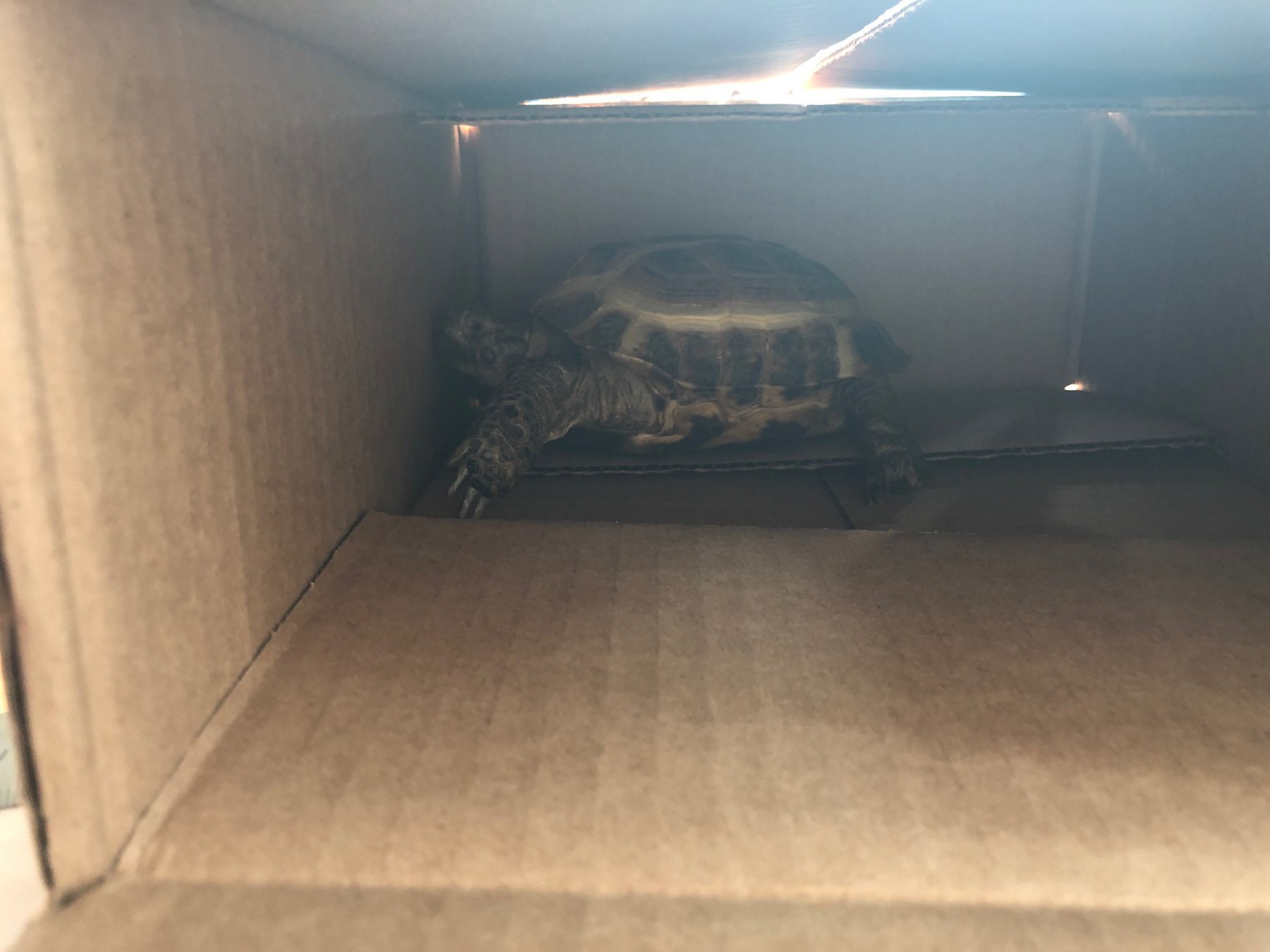 Roomba the tortoise in a cardboard box. 