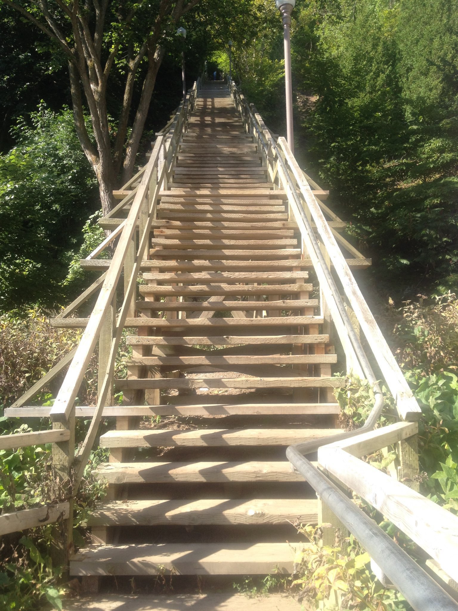 Looking up a long set of wooden steps disappearing into a forest on a sunny summer day.