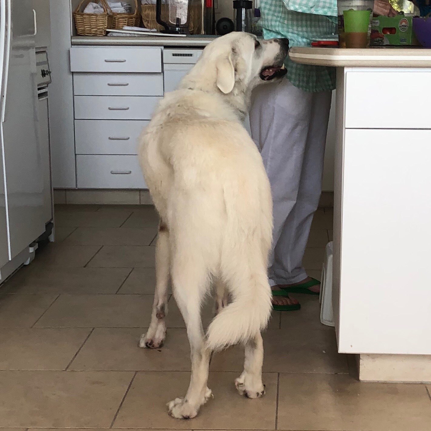 Large white dog longing for food in a kitchen.