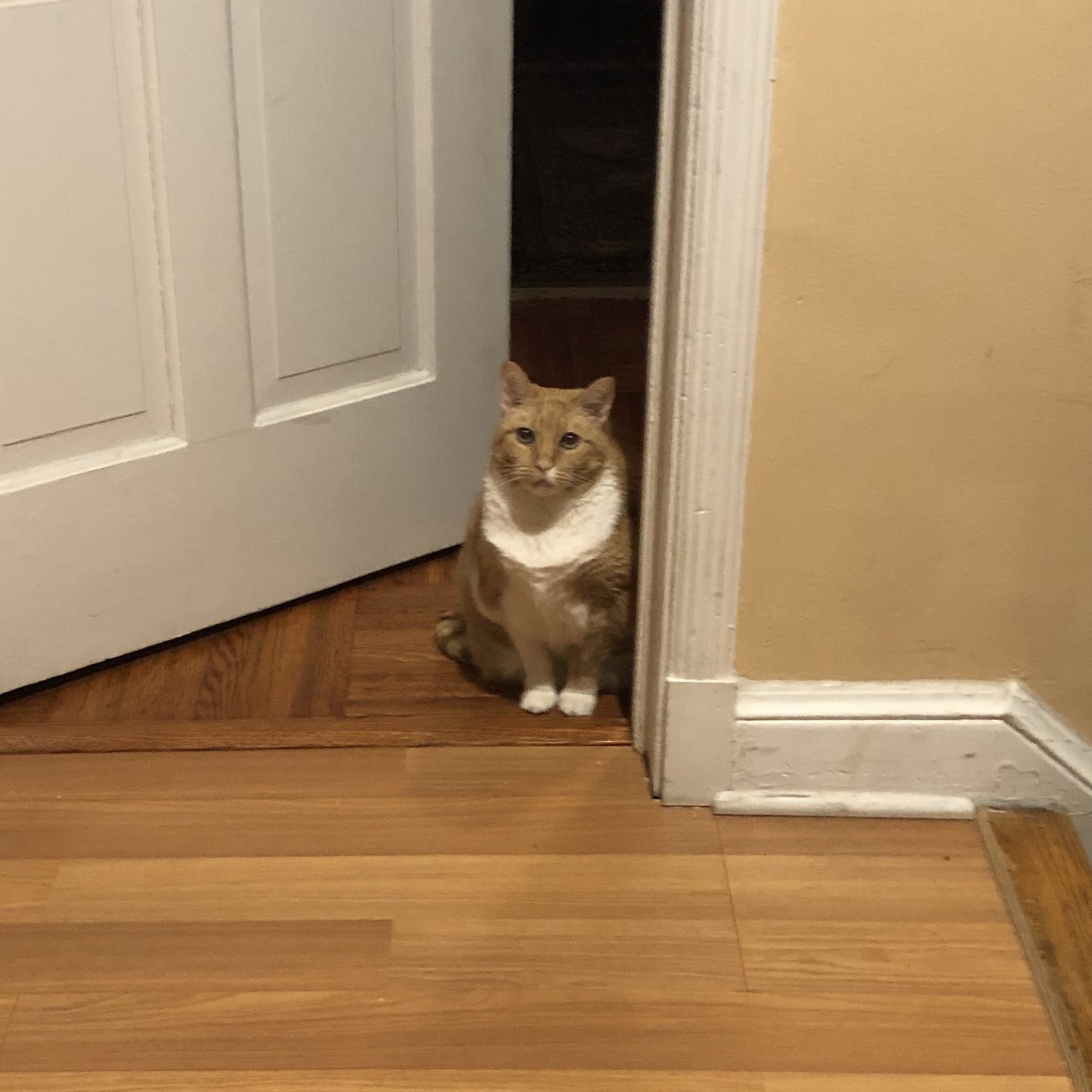 Tabby cat sitting in doorway, looking at the camera.