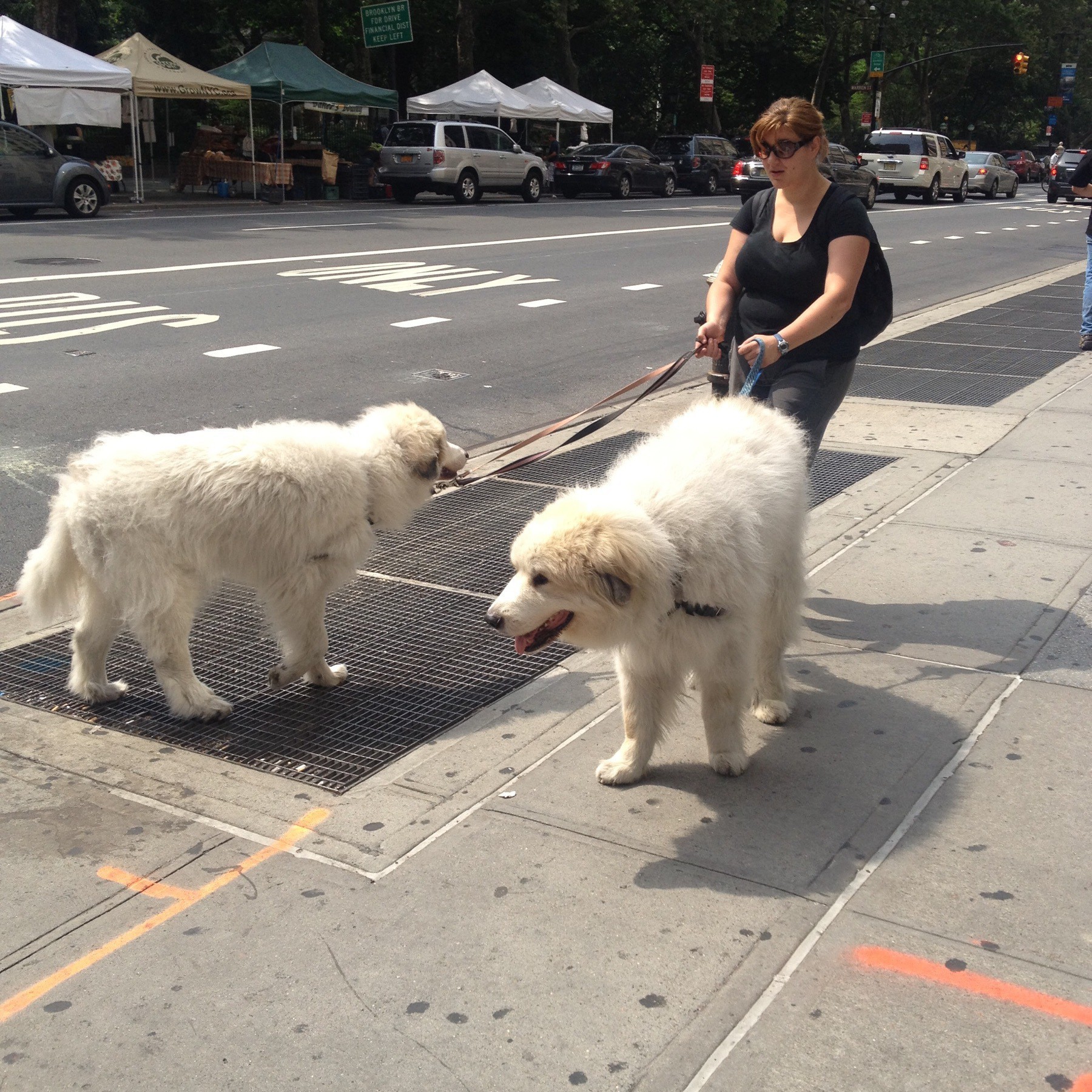 Two extremely large white dogs being walked on a New York City sidewalk.
