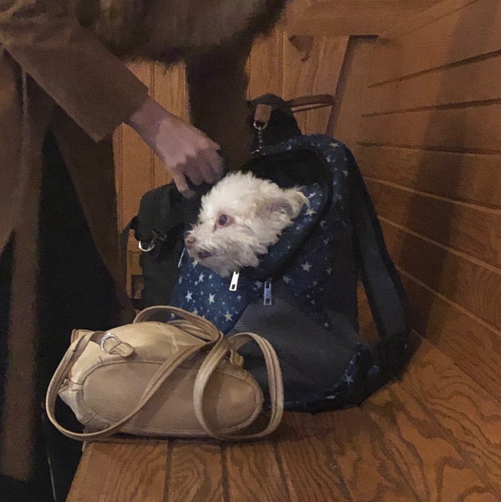 Small white dog sitting in a small bag on a wooden bench.