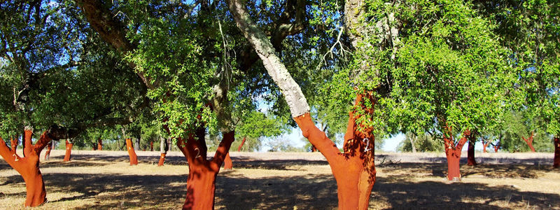 Cork tree