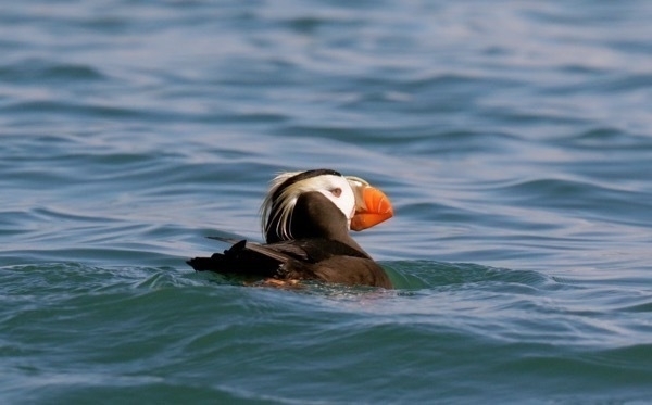 Alaska tufted puffin feature 8