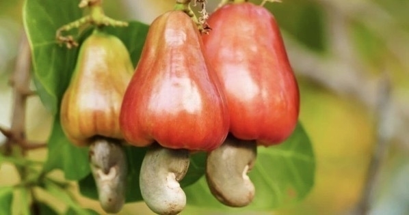 What do cashew fruit taste like