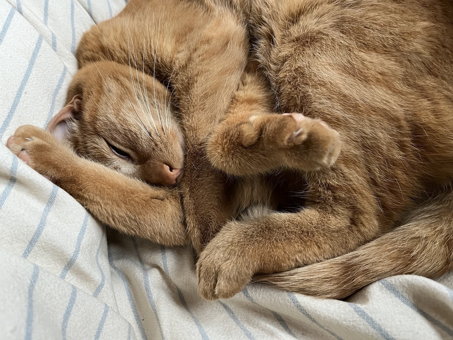 Cat curled up on a comforter 