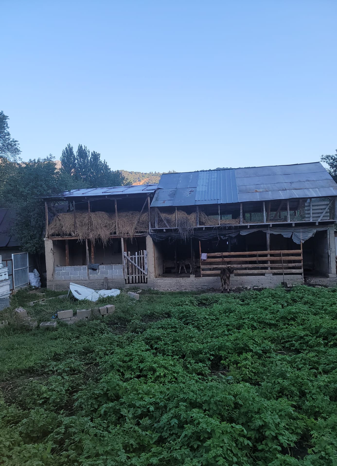 open-air stable made of concrete and wood with two floors and a tin roof. first floor for cows and second for hay bales. slightly overgrown green lawn in front of stable