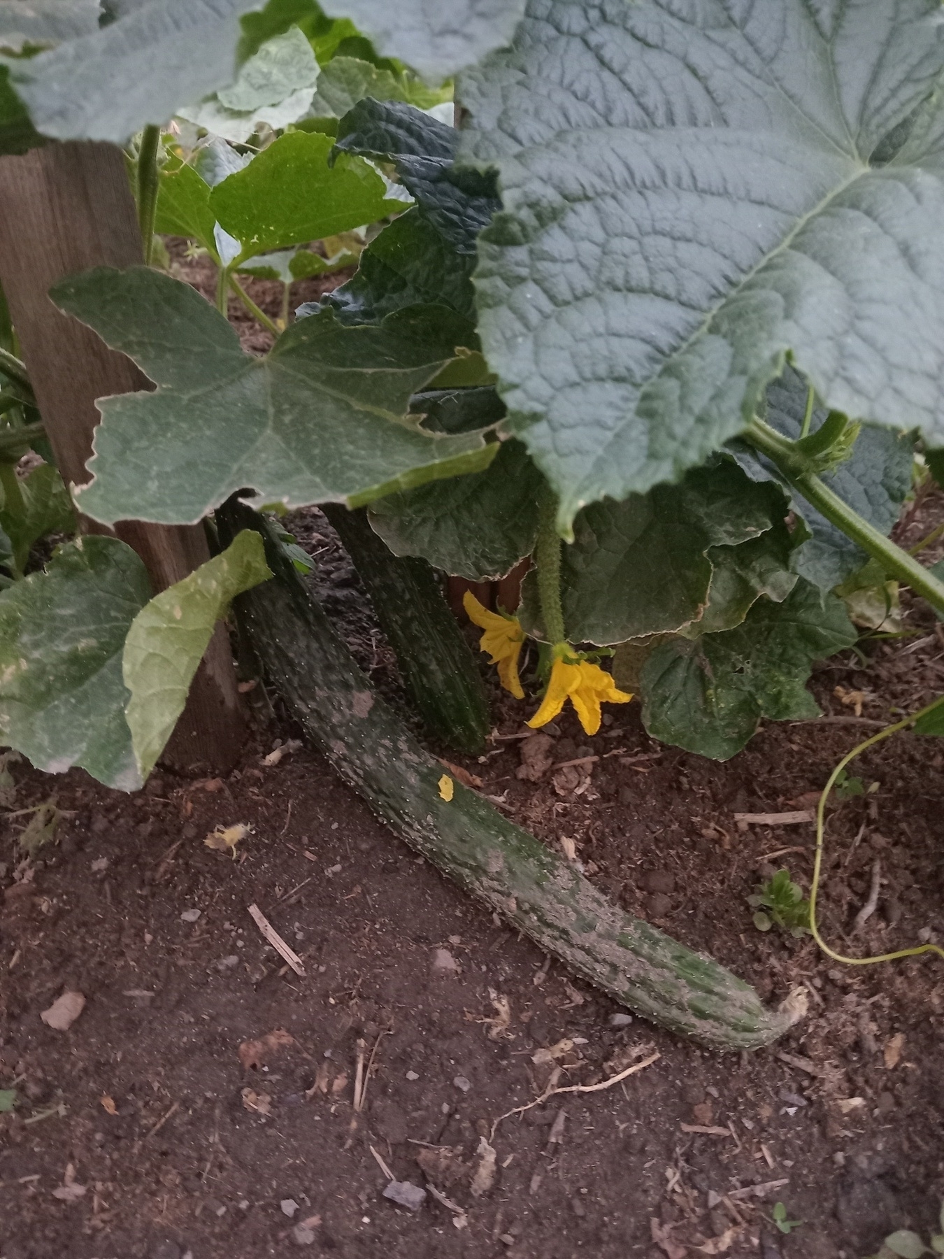 long, bumpy cucumber lying on the dirt under cucumber leaves still attached to the plant with one half of another cucumber visible