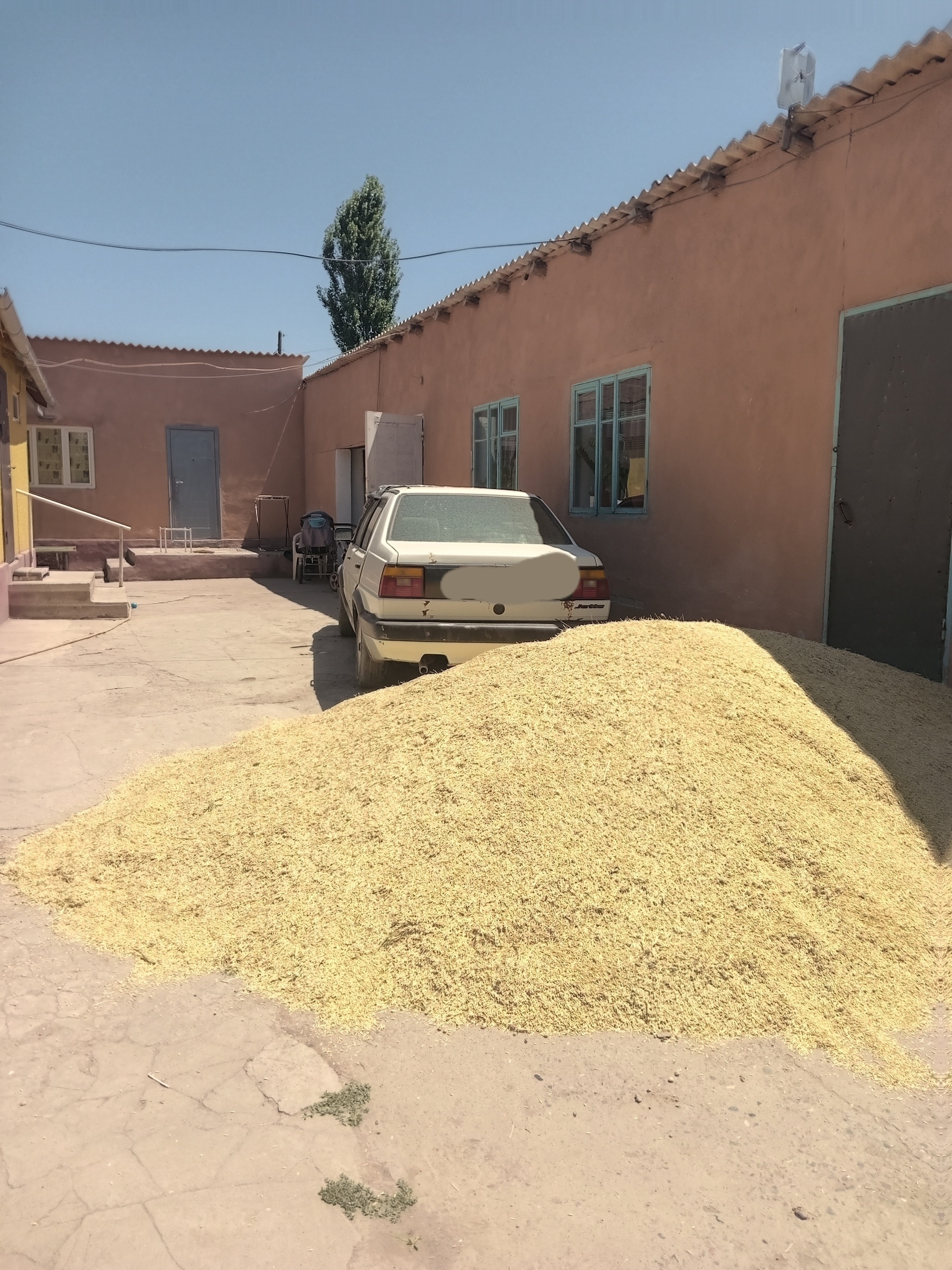 pile of yellow grain on the ground behind a car (almost as high as the top of the trunk) and next to an orange house