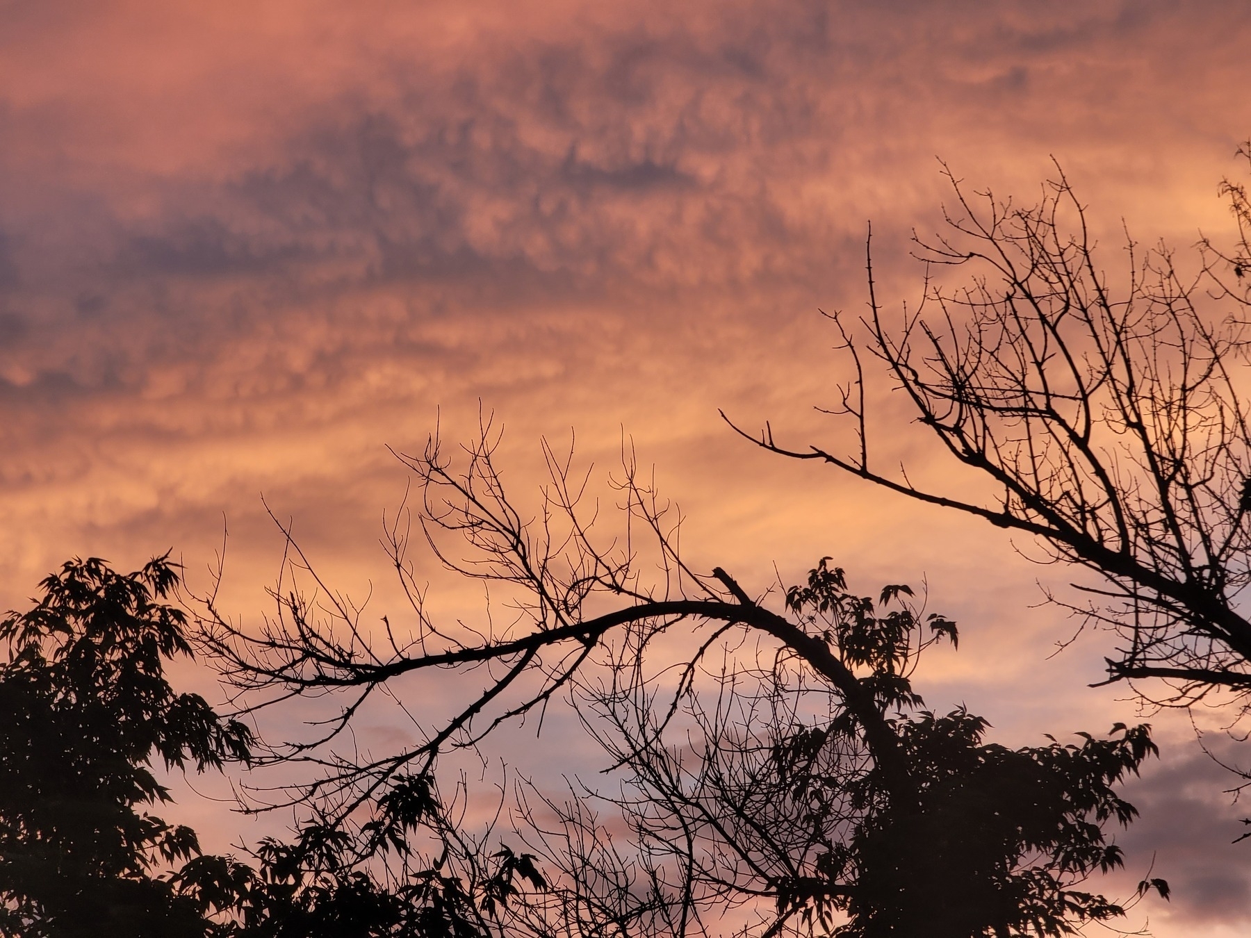 two black tree silhouettes against a cloudy, pale pink sunset
