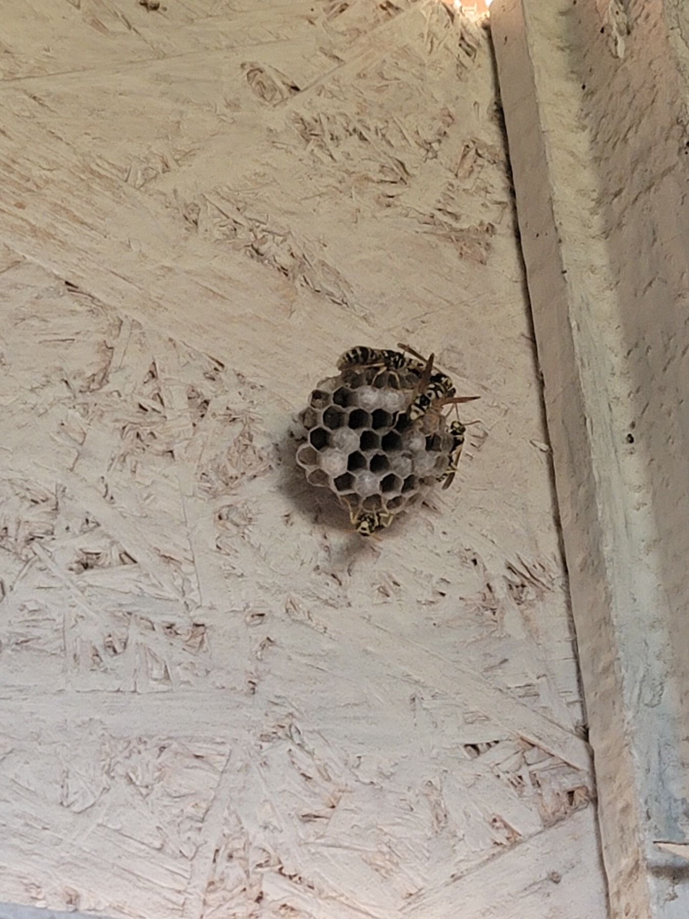wasp nest with about 5 wasps visible on a white wooden wall