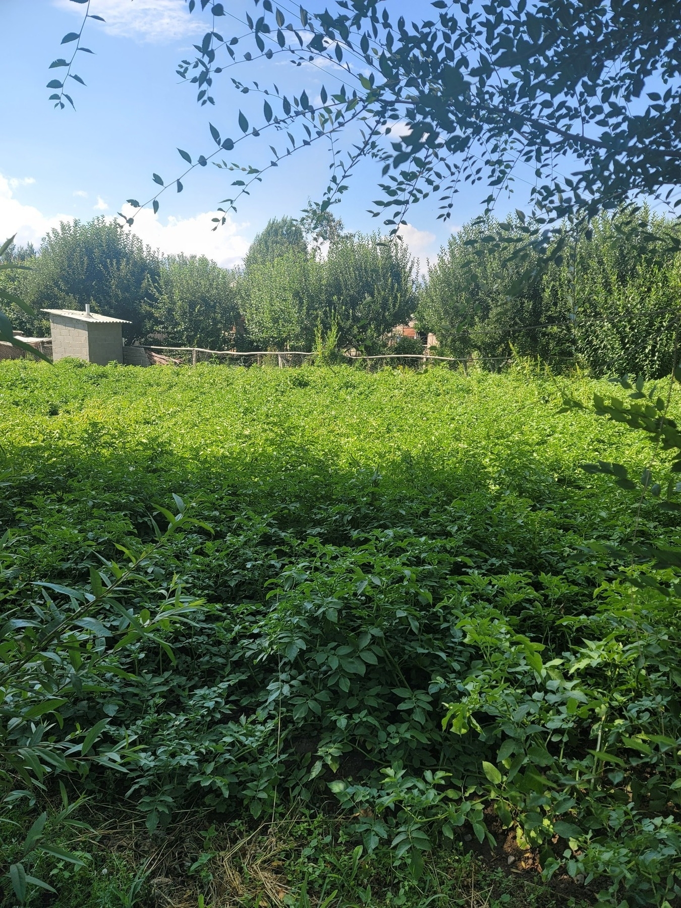field of potato plants, those in the foreground under shade and those behind in the sun. a small building (which might be an outhouse) visible in the top left. trees behind the field