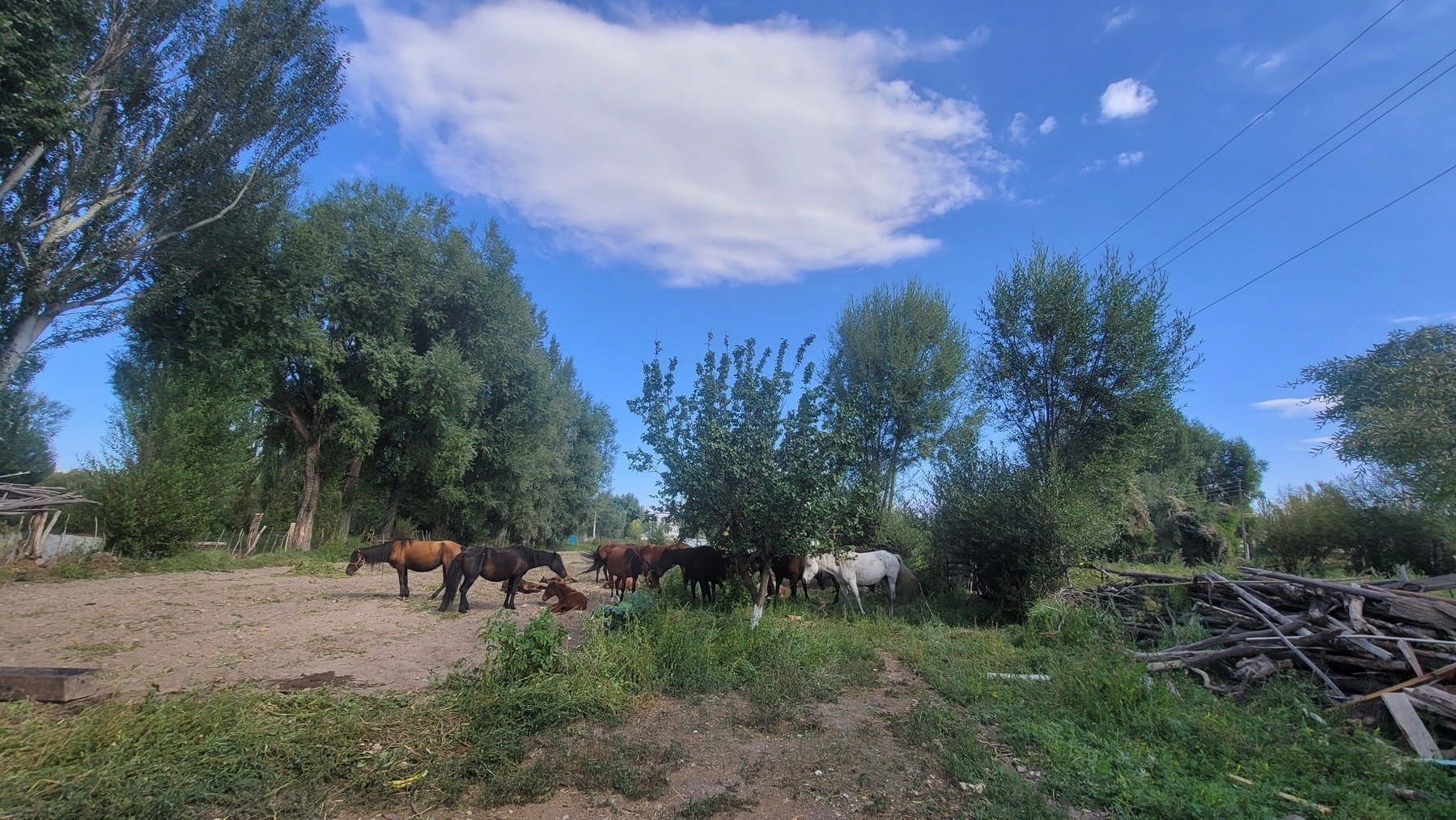 different colored horses standing around on land used for raising vegetables, with trees along the side and a blue sky above