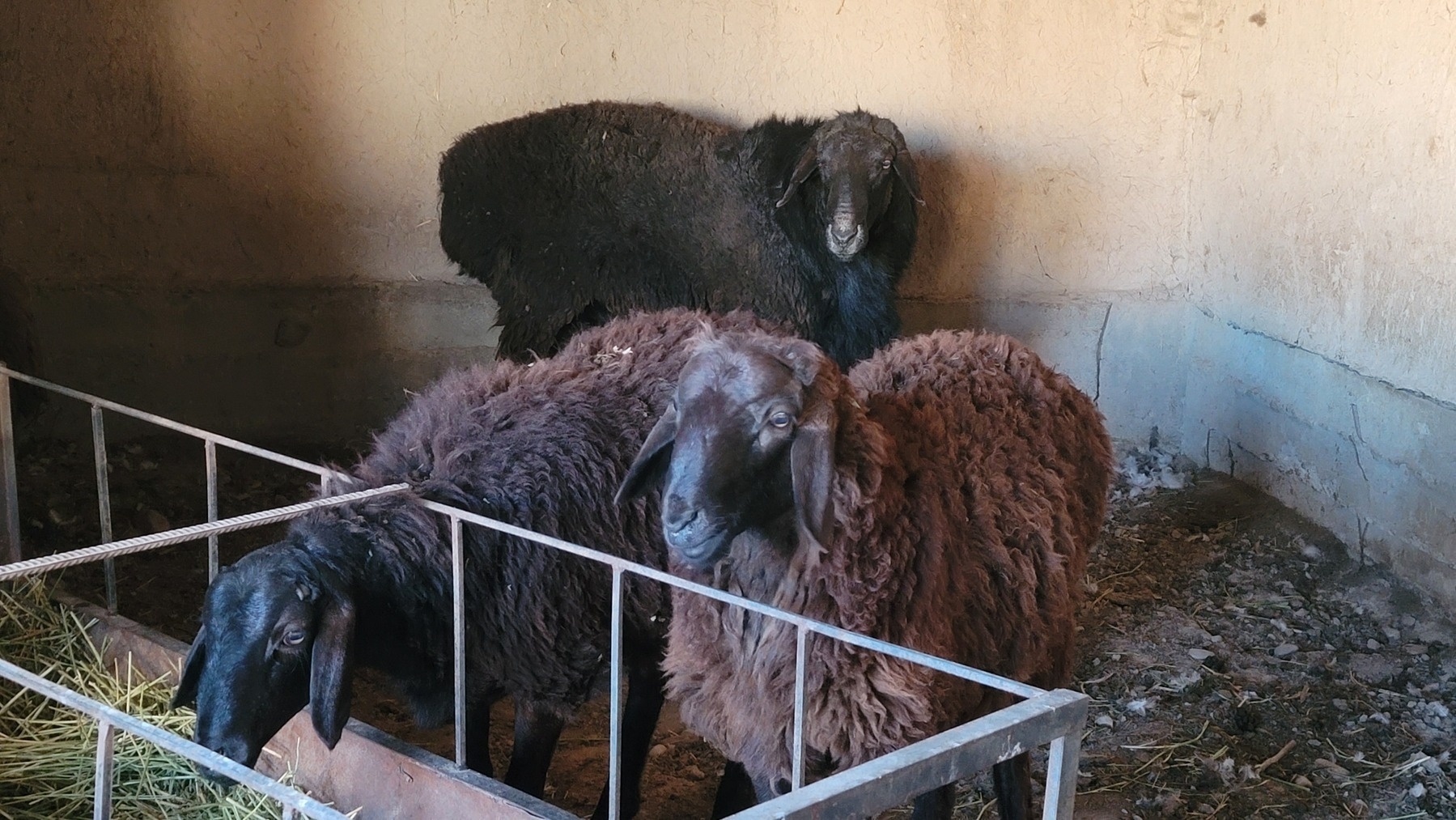 3 sheep with dark brown and black wool. 2 females (I think) and 1 larger male 