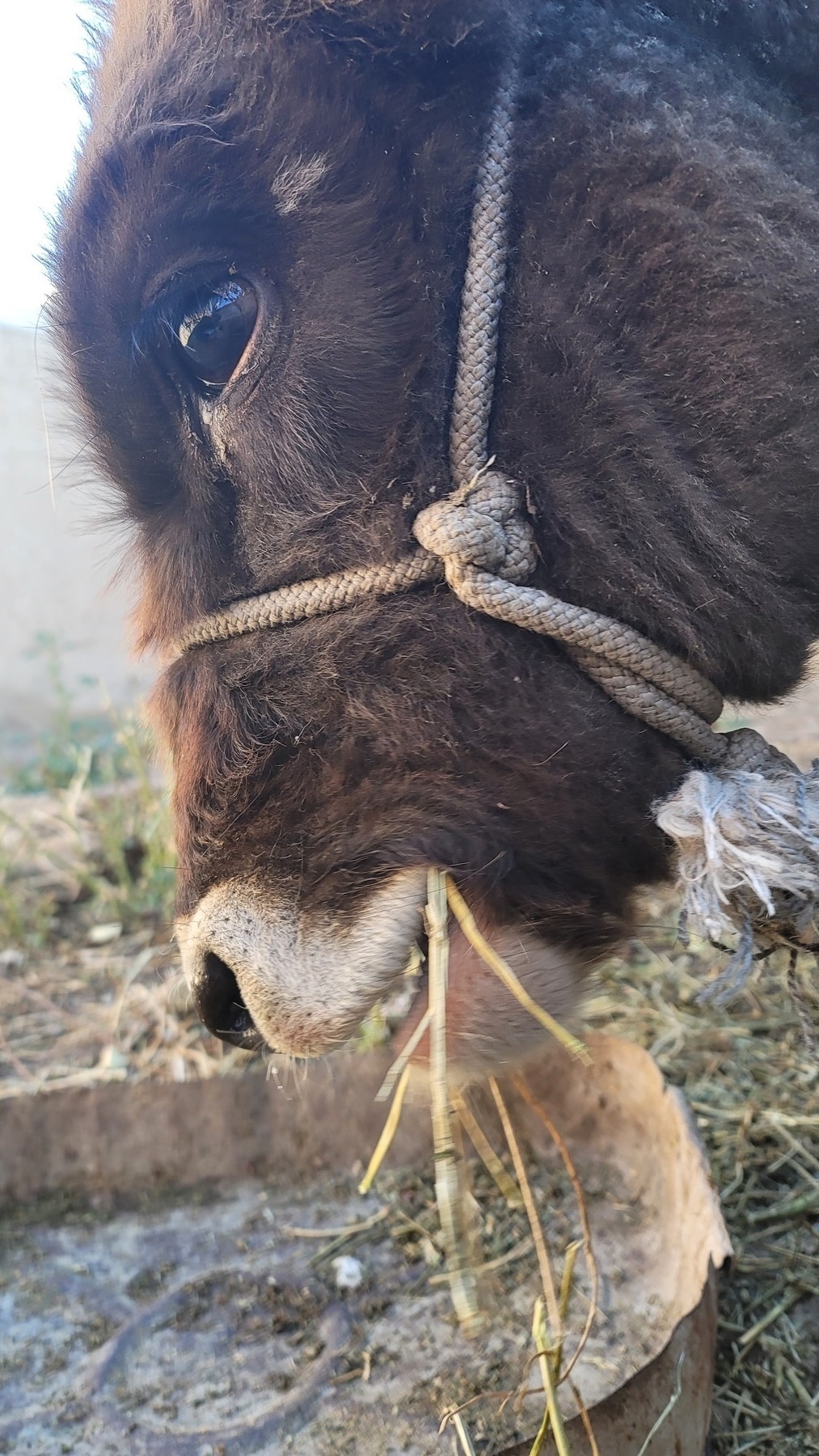 close-up shot of a brown calf with a rope bridle with hay in its mouth