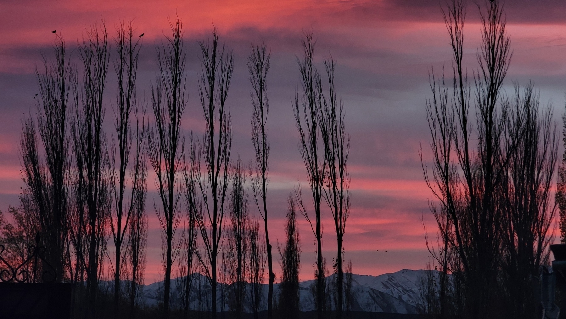 pink, blue, and slightly purple skies behind tall, thin tree silhouettes; behind the trees snowy mountains in the distance 