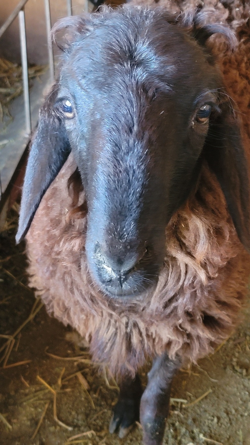 dark brown sheep with brown wool
