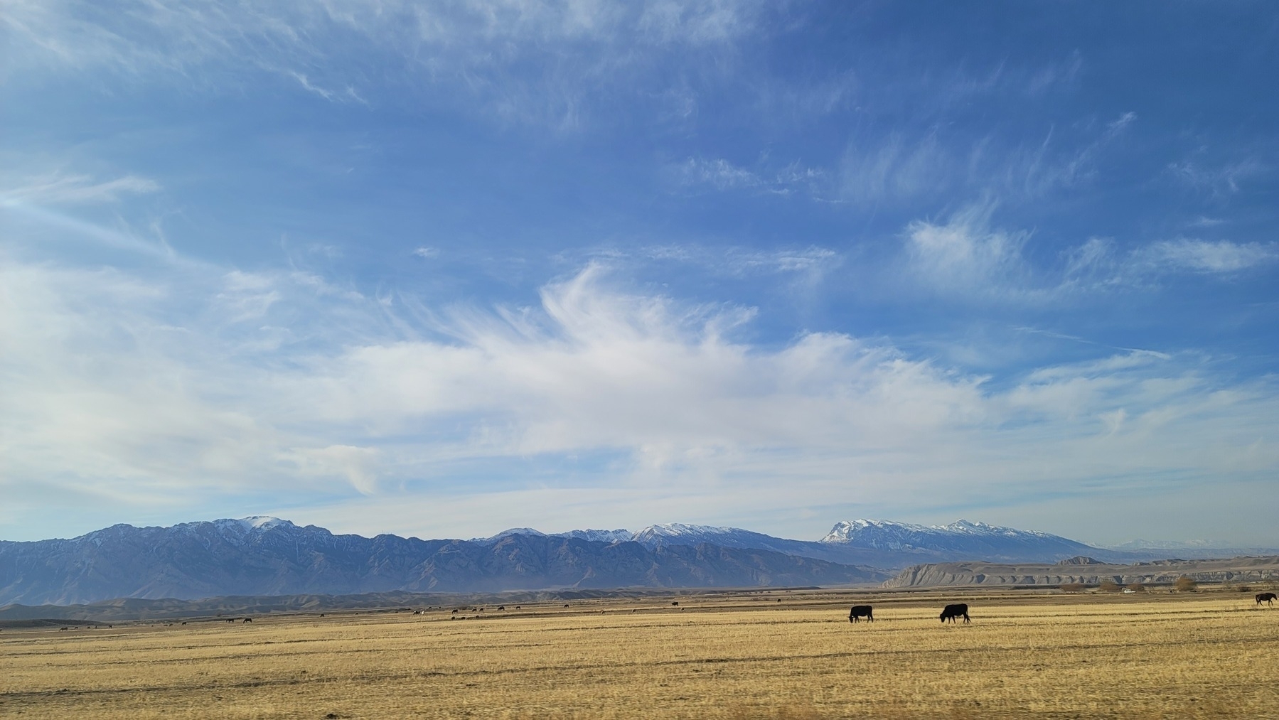 field with two black cows grazing, mountains in the distance, blue sky