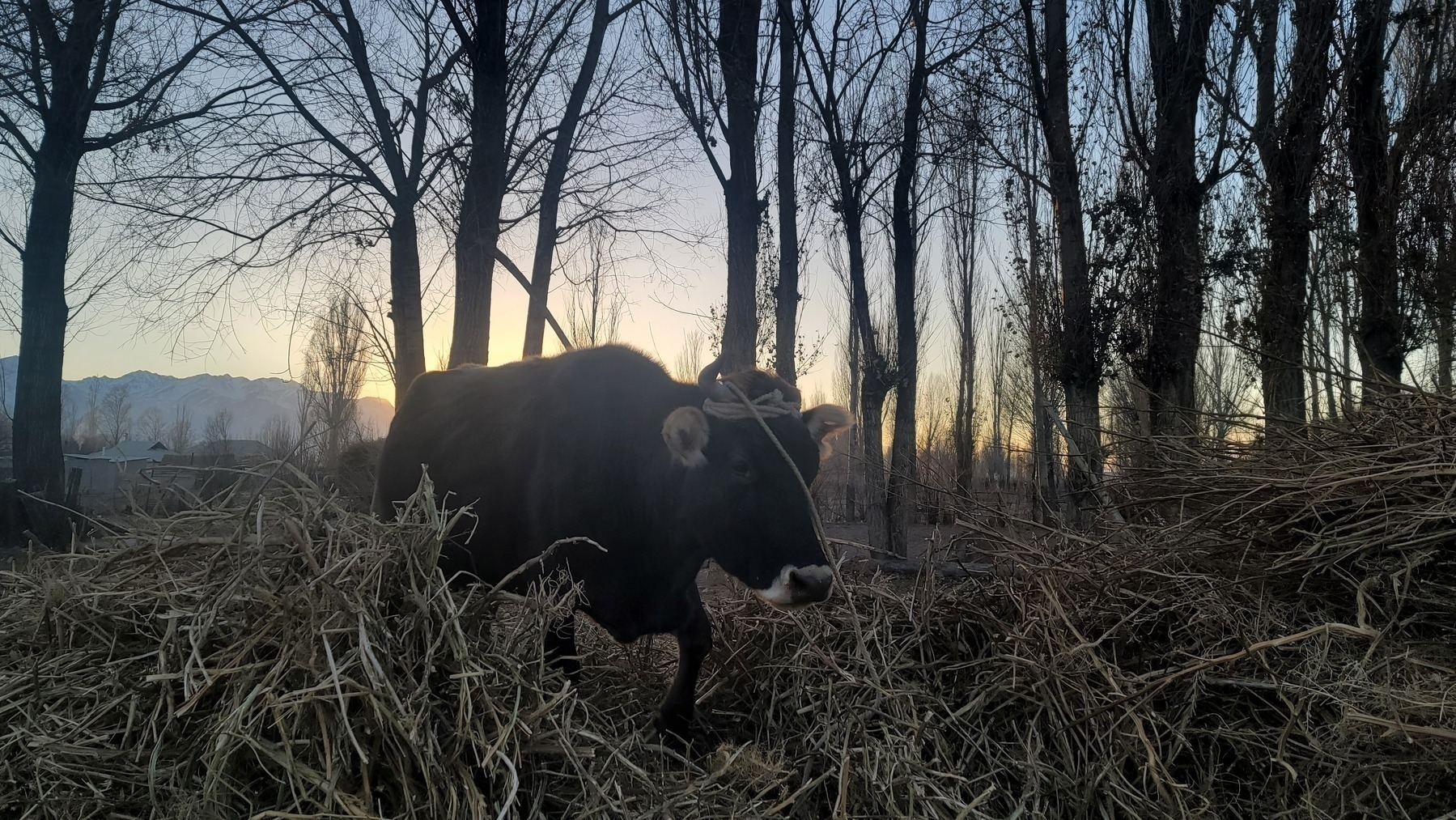 brown cow within a wide pile of hay eating; trees and sunset behind