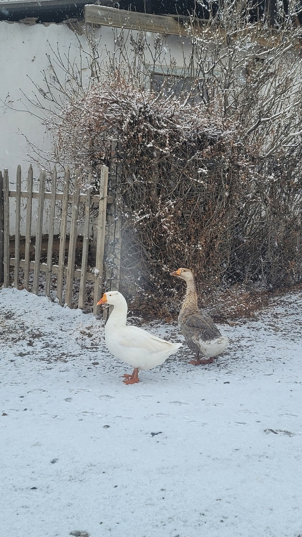 two geese on snow covered ground, small tree behind with some snow on the branches, all in front of a house
