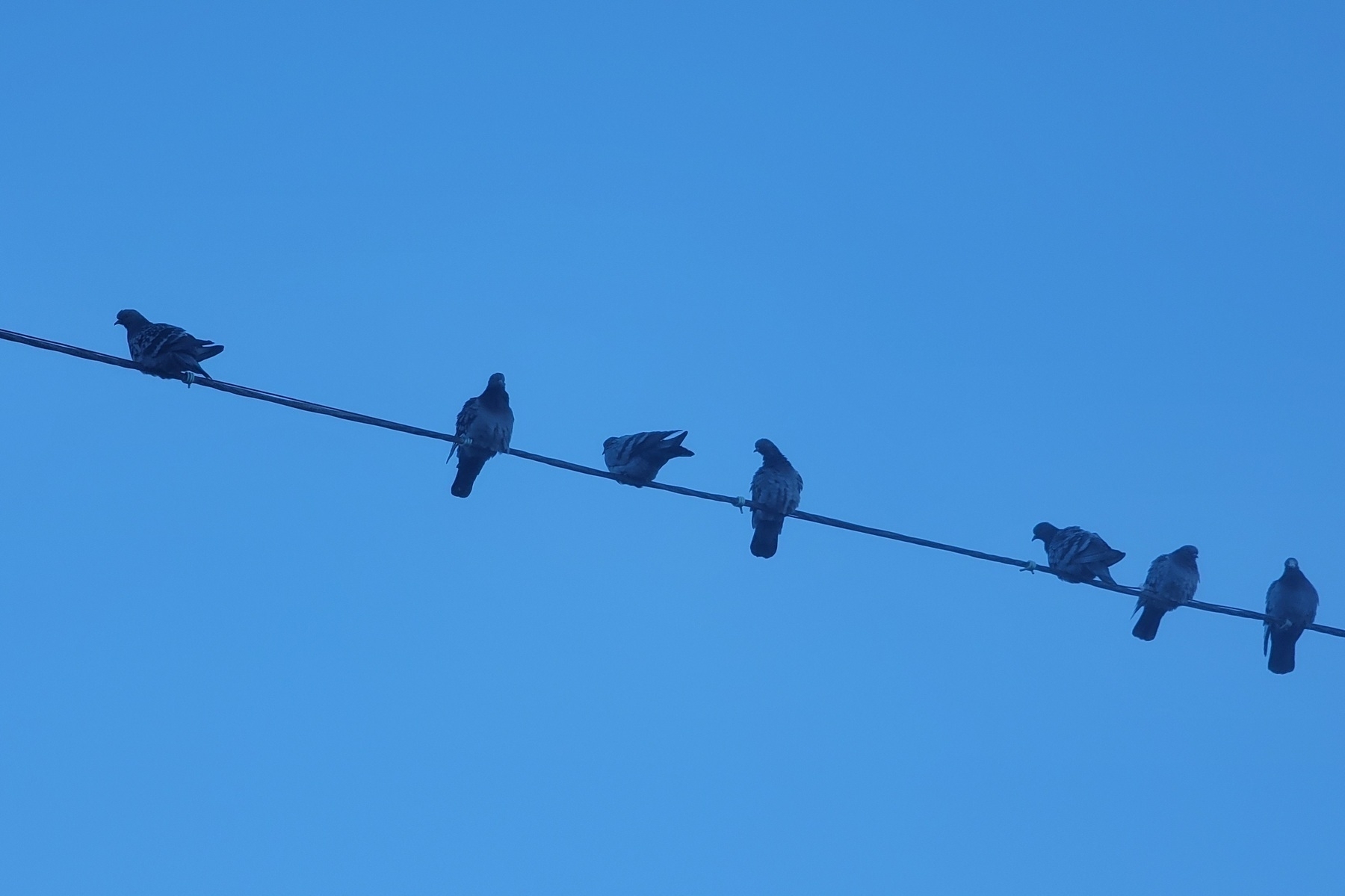 7 pigeons sitting on a powerline against a blue sky