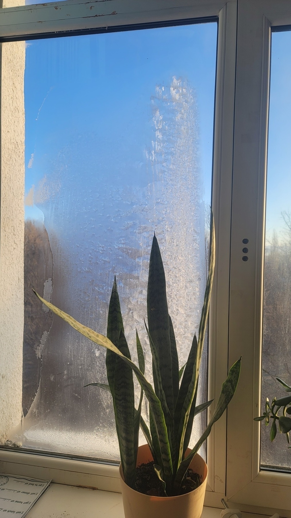 plant in front of a window with ice on the right half, with sunrise shining in