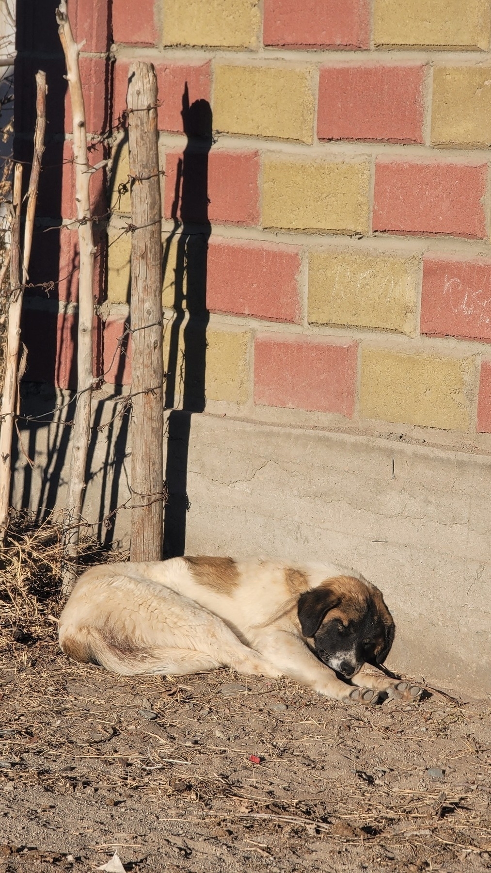 white/cream colored dog with light brown spots on its body and a dark brown and black face sleeping against a red and yellow brick wall next to a barbed wire fence with wooden poles