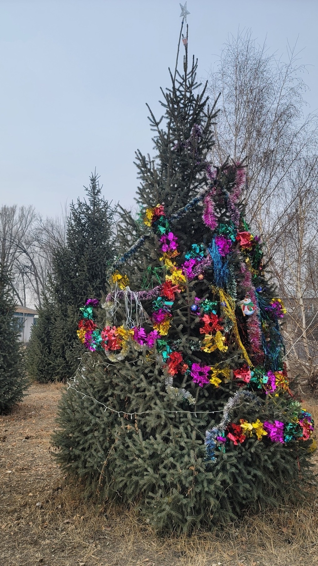 real tree haphazardly decorated with lights and colored garlands, but mainly around the middle of the tree