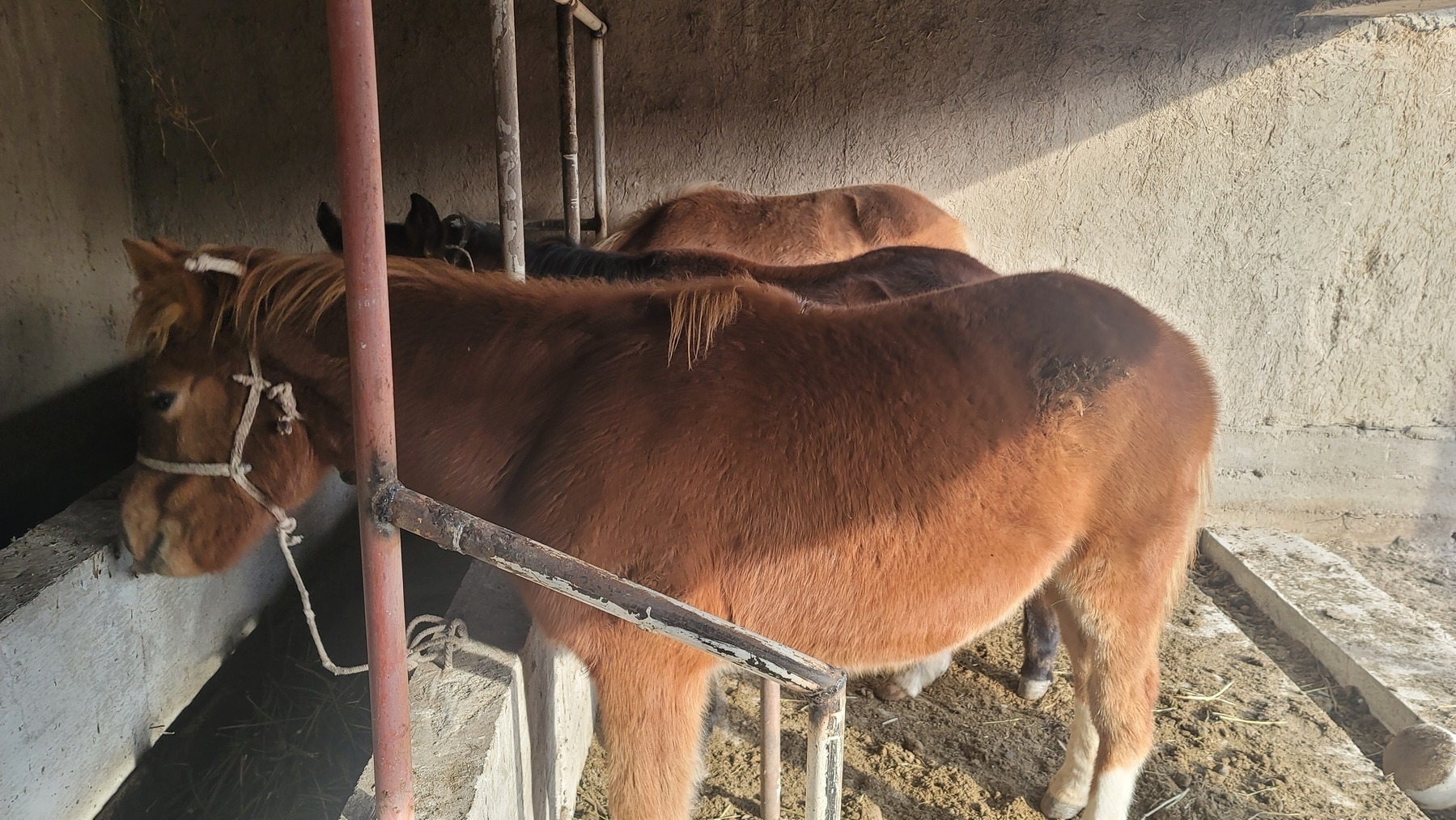 3 brown foals (two light brown, one dark brown) standing side by side at a stall. picture taken from one end of the stall, so main view is of one light brown foal, and two others can barely be seen behind