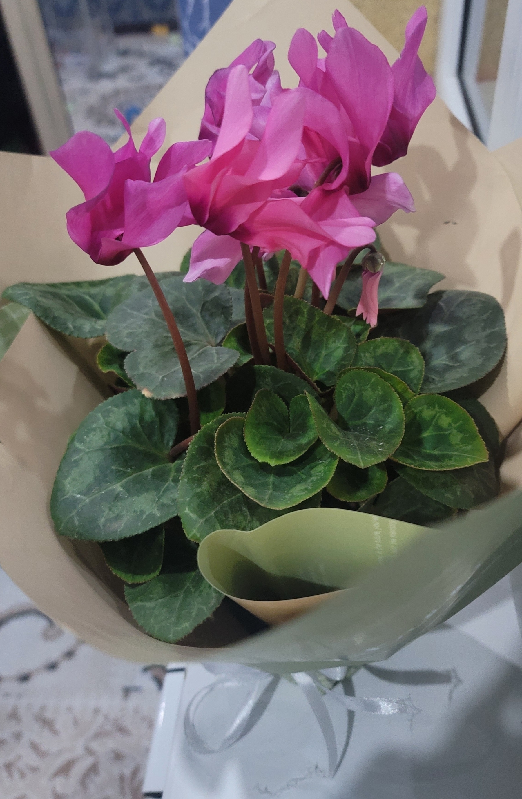 pink flowers with dark green leaves in a flower pot with some gift wrap around them