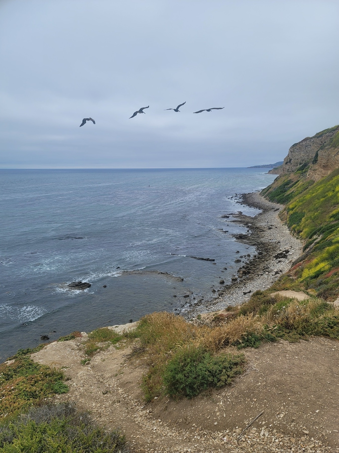 Pacific coastline with a rocky beach and green cliffs. four seagulls flying in the sky