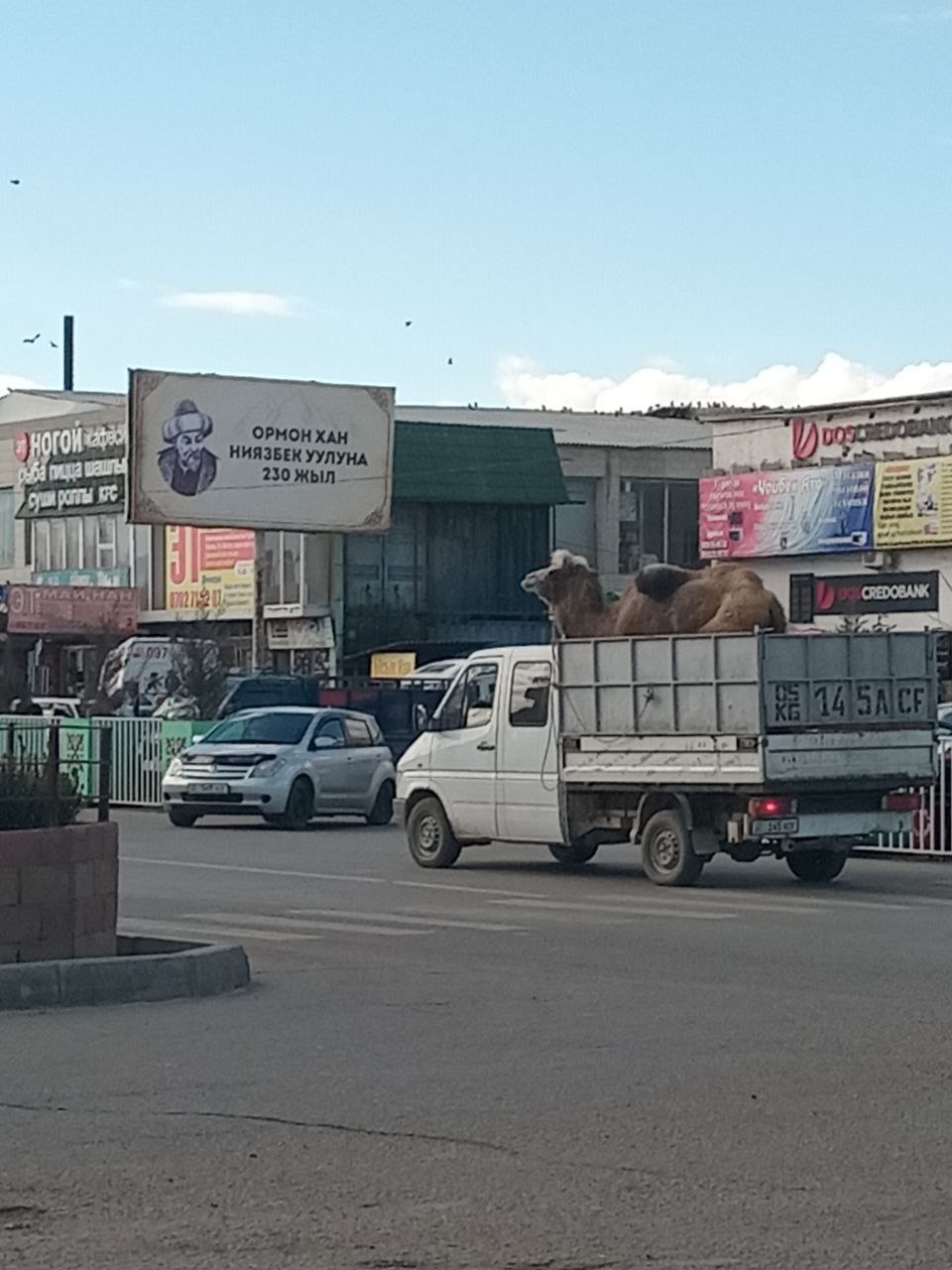 small transporting truck for livestock on the road in a town with a camel visible standing in the truck bed