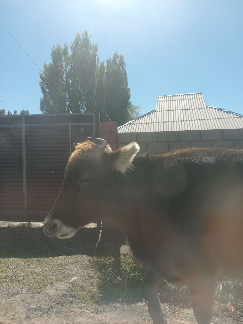 a brown cow walking, taken from maybe 2 feet away