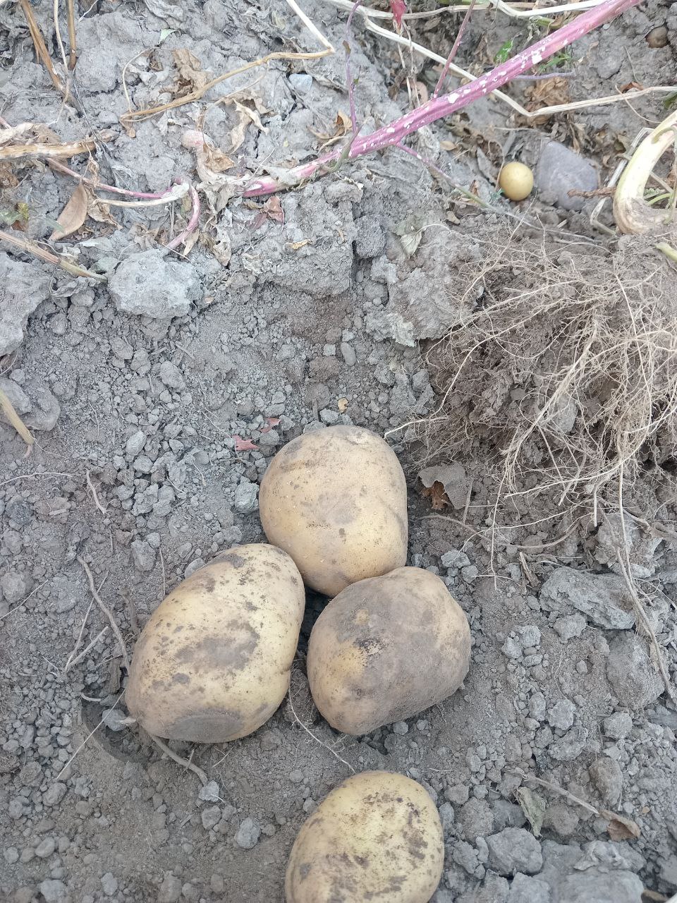 four uncovered potatoes on top of the soil they had been growing in