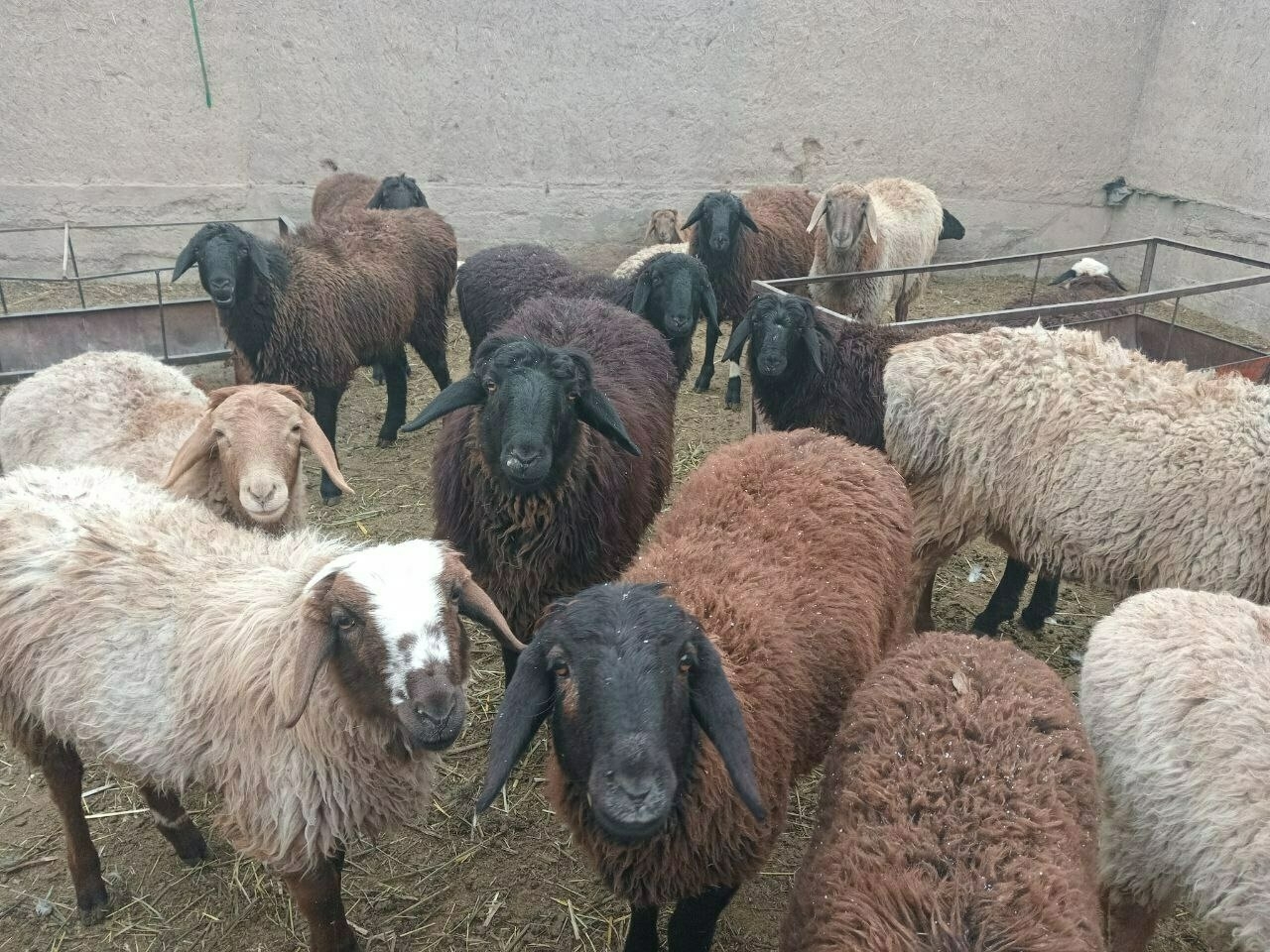 about 15 sheep of varying shades of brown and cream in an outdoor pen