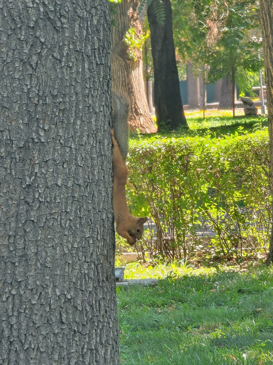 brown squirrel with a gray tail on a tree with its head pointed towards the ground, holding an acorn to its mouth while hanging on to the tree with its back feet/claws