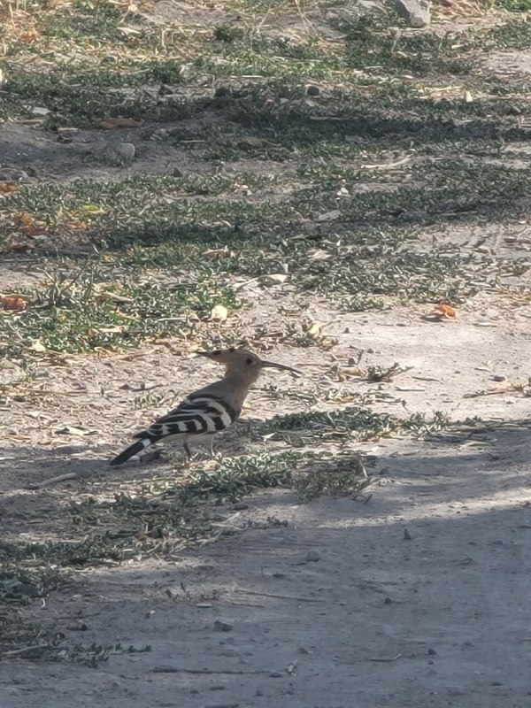 bird with black and white striped wings, brown body, black and brown striped crest and a long beak standing in dry grass next to a dirt road