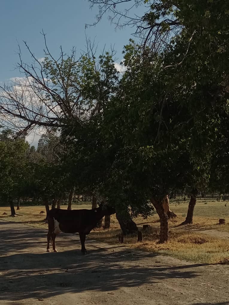 mostly black cow standing on a dirt road eating leaves from a low-hanging branch of a tree