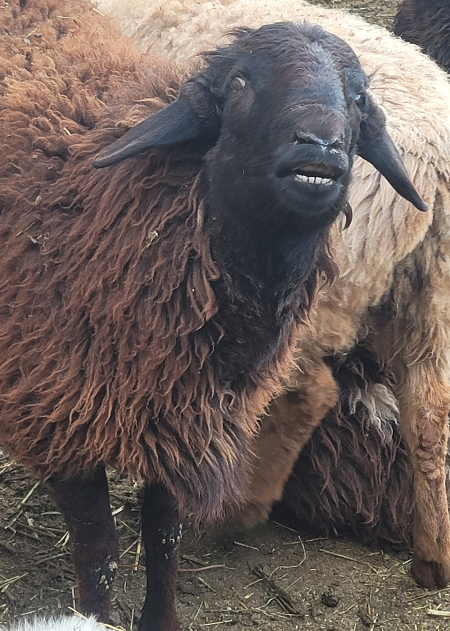 sheep with brown wool and a black head, looking slightly upwards with it's mouth open