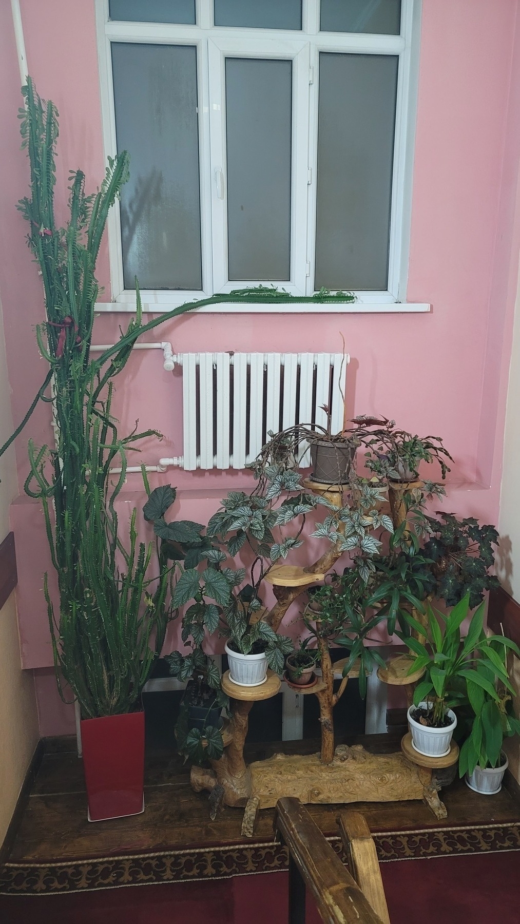 house plants in a line against a pink wall next to a staircase. white radiator on the wall above the plants, and a window on the wall above the radiator
