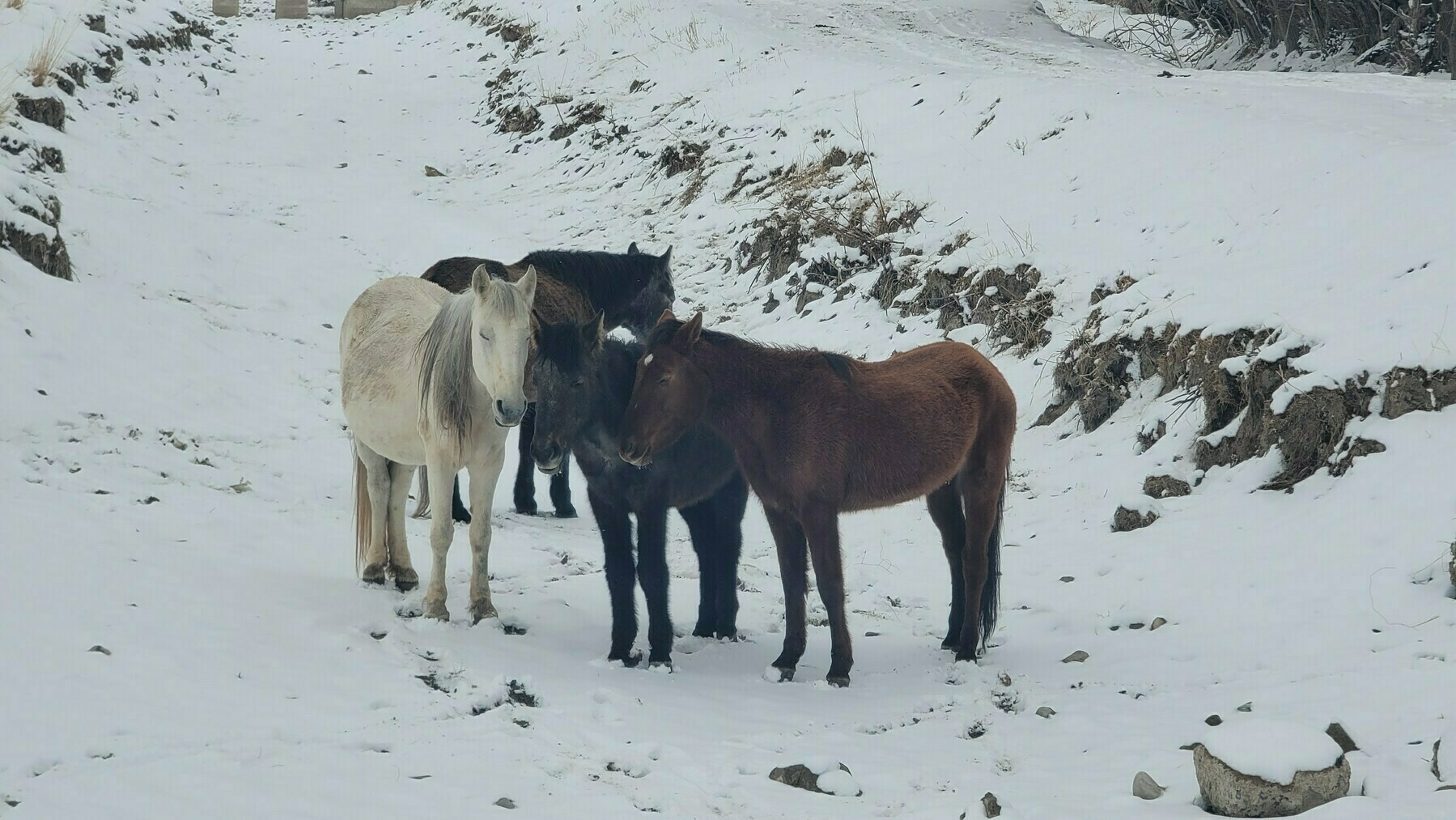 4 horses - one black, two dark brown, and one white - standing near each other in a shallow, dried-up canal with snow all around